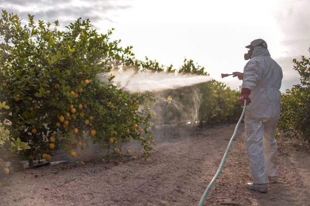 Wasp Removal Services in Shelby, NC