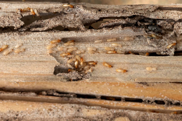 Best Commercial Pest Control Services  in Shelby, NC